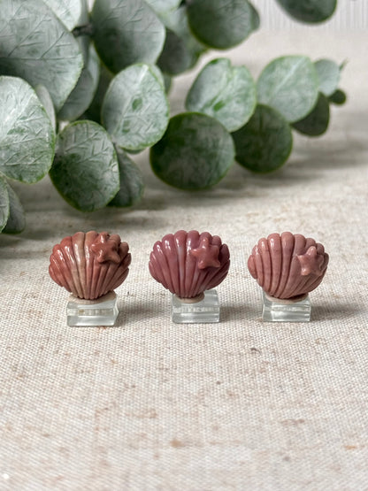 Alashan Agate Shell 🐚